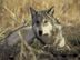275px-Canis lupus laying in grass.jpg