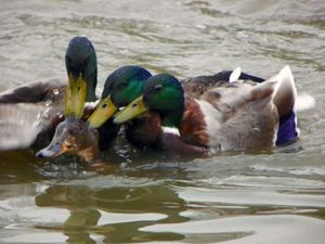 Ente-normgerecht.jpg