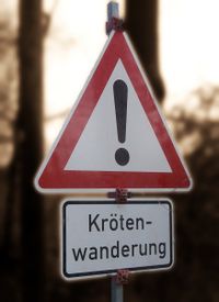 Krötenwanderung.jpg