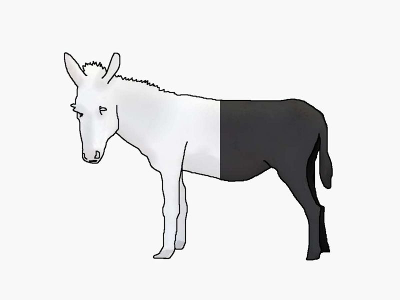 Datei:Zebra-defragmentiert.jpg