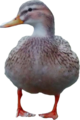 Ente-right.png