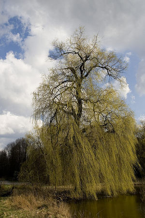 Müslibaum.jpg