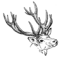 Antlers (PSF).png