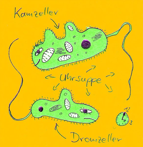 Datei:Kam und dromzeller.jpg