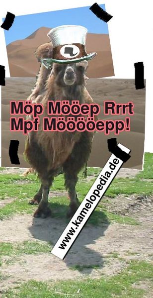 Datei:Camel sam.jpg