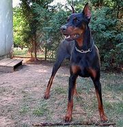 Doberman Kohaku 1.JPG