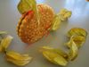 Eine Zusammenrottung Physalis attackiert einen unvorsichtigen Doppelkeks auf freier Tischbahn