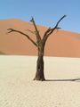 450px-Dune Sossusvlei, Namibia .jpg