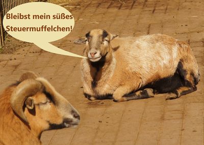 Steuermuffelchen.jpg