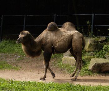 Kamel(läuft).JPG