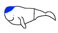 Berufswal.png