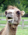 482px-Bactrian.camel.smiles.arp.jpg