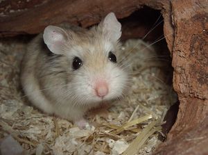 Lebensrettender Hamster.jpg