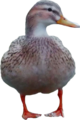 Ente-left.png