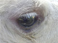 Auge des weißen Kameles.jpg